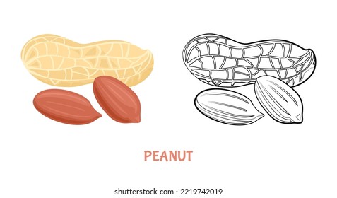 Peanut flat illustration colored and outlined. Vector nut isolated on white. Simple icon sketch.