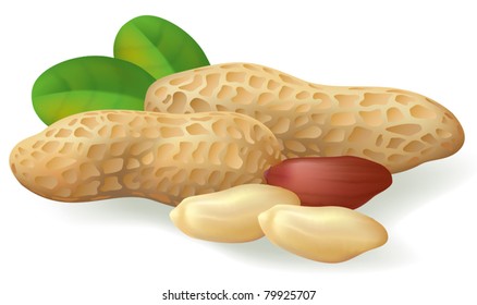 Peanut fruit and leaves. Vector illustration on white background.