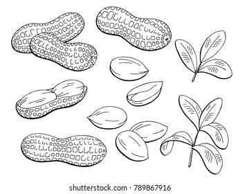 Peanut graphic black white isolated sketch illustration vector