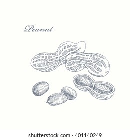 Peanut. graphic illustration