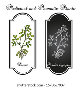 Peanut, or groundnut (Arachis hypogaea). Hand drawn botanical vector illustration