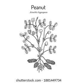 Peanut, or groundnut (Arachis hypogaea). Hand drawn botanical vector illustration