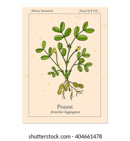 Peanut, or groundnut (Arachis hypogaea). Hand drawn botanical vector illustration
