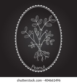 Peanut, or groundnut (Arachis hypogaea). Hand drawn botanical vector illustration