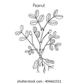 Peanut, or groundnut (Arachis hypogaea). Hand drawn botanical vector illustration