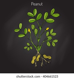Peanut, or groundnut (Arachis hypogaea). Hand drawn botanical vector illustration