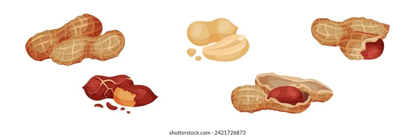 Peanut or Groundnut Legume Crop with Edible Seed in Shell Vector Set