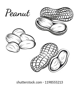 Peanut, groundnut in vector. Vector illustration of peanut in a nutshell and without it drawn by hand. Peanut, groundnut on a white background. Closeup image for wrapping and packaging food design.