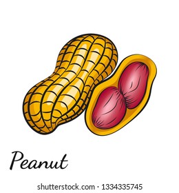 Peanut, groundnut in vector. Vector illustration of peanut in a nutshell and without it drawn by hand. Closeup image for wrapping and packaging food design on a white background.