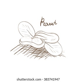 Peanut. Group. Tone images on a white background. Sketch