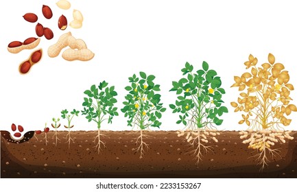 Peanut growing stages vector illustration in flat design. A cycle of growth of a plant of a peanut. Peanut growth stages, vector groundnut timeline. Timeline from grain, seedling, and big plant.