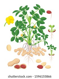 Peanut growth parts and stages - set of botanical vector illustrations in flat design isolated on white background. 