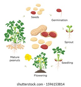 Peanut growth stages vector illustration in flat design. Planting process of groundnut plant. Peanut life cycle from seed to flowering and fruit-bearing plant isolated on white background.