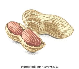 peanut Hand drawing sketch engraving watercolor illustration style