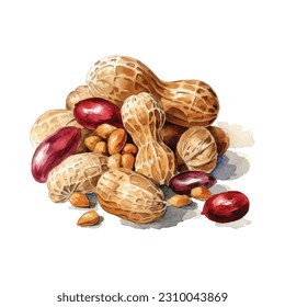 peanut Hand drawing sketch engraving watercolor illustration style