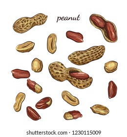 Peanut hand drawn illustration. Nuts and shells sketches isolated on white background.