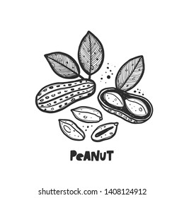 Peanut. Hand drawn vector illustration. Can be used for cafe, menu, shop, bar, restaurant, bakery, poster, sticker, logo, detox diet concept, farmers market