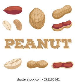 Peanut hand-drawn set isolated on a white background.