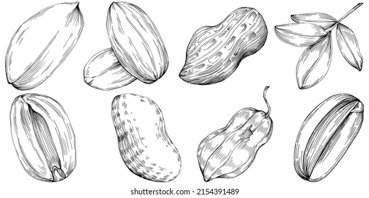 Peanut hand-drawn Vector Illustration isolated on white background. Retro style farm product for restaurant menu, market label, logo, emblem and kitchen design. Decoration for food packaging.