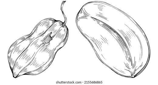 Ilustración de vectores dibujada a mano por cacahuete aislada en fondo blanco. Producto de granja de estilo retro para menú de restaurante, etiqueta de mercado, logotipo, emblema y diseño de cocina. Decoración para los empaques.