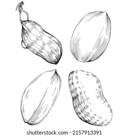 Peanut hand-drawn Vector Illustration isolated on white background. Retro style farm product for restaurant menu, market label, logo, emblem and kitchen design. Decoration for food packaging.