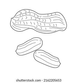 Peanut hand-drawn Vector Illustration isolated on white background. linear style farm product for restaurant menu, market label, logo, emblem and kitchen design. Decoration for food packaging.