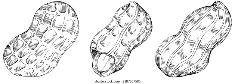 Peanut hand-drawn Vector Illustration isolated on white background. Retro style farm product for restaurant menu, market label, logo, emblem and kitchen design. Decoration for food packaging.