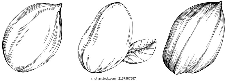 Peanut hand-drawn Vector Illustration isolated on white background. Retro style farm product for restaurant menu, market label, logo, emblem and kitchen design. Decoration for food packaging.