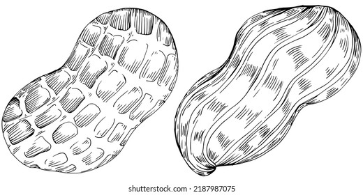 Peanut hand-drawn Vector Illustration isolated on white background. Retro style farm product for restaurant menu, market label, logo, emblem and kitchen design. Decoration for food packaging.