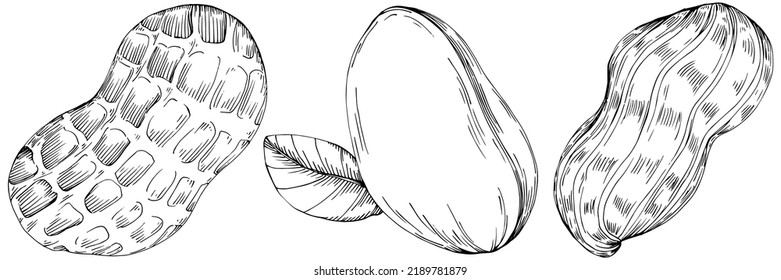 Peanut hand-drawn Vector Illustration isolated on white background. Retro style farm product for restaurant menu, market label, logo, emblem and kitchen design. Decoration for food packaging.