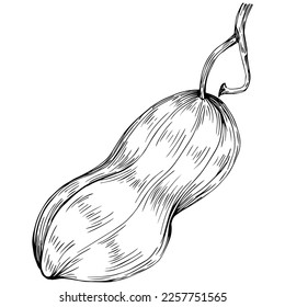 Peanut hand-drawn Vector Illustration isolated on white background. Retro style farm product for restaurant menu, market label, logo, emblem and kitchen design. Decoration for food packaging.