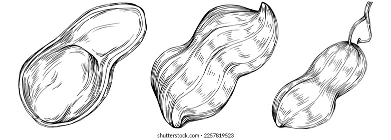 Peanut hand-drawn Vector Illustration isolated on white background. Retro style farm product for restaurant menu, market label, logo, emblem and kitchen design. Decoration for food packaging.