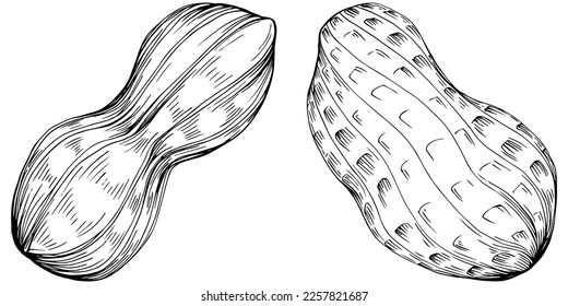 Peanut hand-drawn Vector Illustration isolated on white background. Retro style farm product for restaurant menu, market label, logo, emblem and kitchen design. Decoration for food packaging.