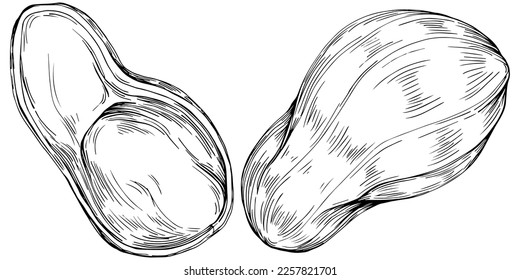 Peanut hand-drawn Vector Illustration isolated on white background. Retro style farm product for restaurant menu, market label, logo, emblem and kitchen design. Decoration for food packaging.