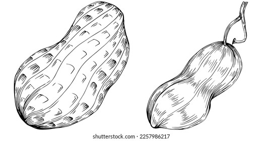Peanut hand-drawn Vector Illustration isolated on white background. Retro style farm product for restaurant menu, market label, logo, emblem and kitchen design. Decoration for food packaging.