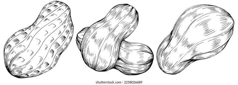Ilustración de vectores dibujada a mano por cacahuete aislada en fondo blanco. Producto de granja de estilo retro para menú de restaurante, etiqueta de mercado, logotipo, emblema y diseño de cocina. Decoración para los empaques.