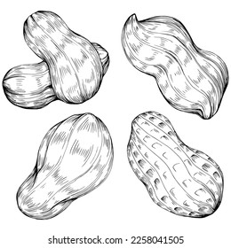 Peanut hand-drawn Vector Illustration isolated on white background. Retro style farm product for restaurant menu, market label, logo, emblem and kitchen design. Decoration for food packaging.