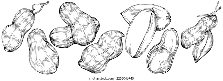 Peanut hand-drawn Vector Illustration isolated on white background. Retro style farm product for restaurant menu, market label, logo, emblem and kitchen design. Decoration for food packaging.