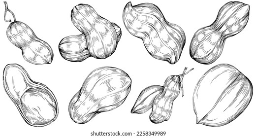 Peanut hand-drawn Vector Illustration isolated on white background. Retro style farm product for restaurant menu, market label, logo, emblem and kitchen design. Decoration for food packaging.