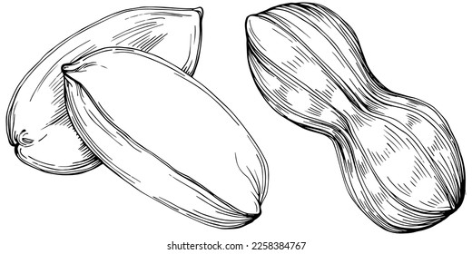 Peanut hand-drawn Vector Illustration isolated on white background. Retro style farm product for restaurant menu, market label, logo, emblem and kitchen design. Decoration for food packaging.