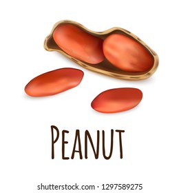 Peanut icon. Realistic illustration of peanut vector icon for web design isolated on white background