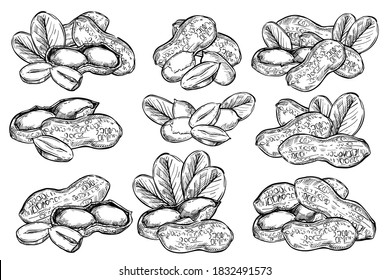 Peanut icon set. Isolated flat peanut in shell and peeled sketch icons. Natural healthy food nut collection. Vegetarian diet snack vector illustration