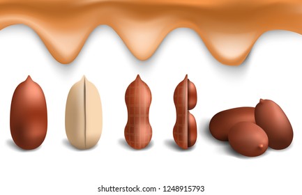 Peanut icon set. Realistic set of peanut vector icons for web design