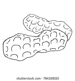 Peanut icon. Vector illustration of walnut peanuts. Hand drawn peanut.