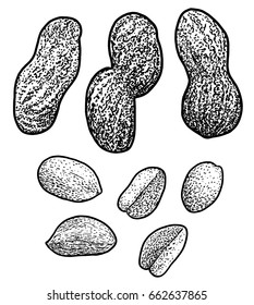 Peanut illustration, drawing, engraving, ink, line art, vector