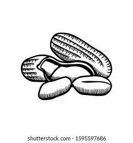 Peanut illustration engraving doodle. Peanut in shell icon