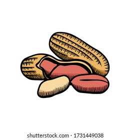 Peanut illustration engraving doodle. Peanut in shell icon