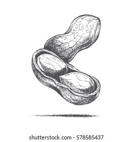 Peanut illustration of hands, retro style, vector image