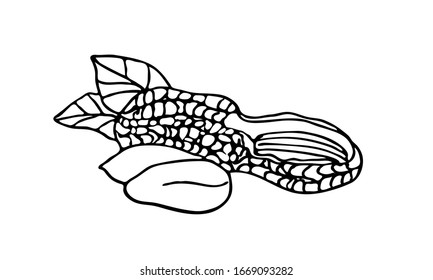 Dibujo de tinta de cacahuate. Vector dibujado a mano aislado. Nuez con cáscara y hojas. 