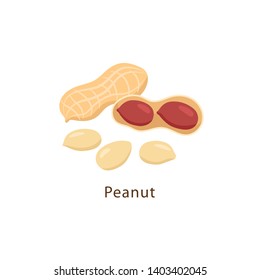 Peanut isolated on white background vector illustration in flat design.